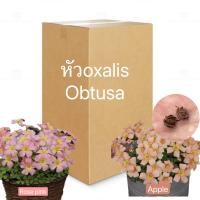 ราคา หัวต้นoxalis obtusa พร้อมส่ง (22882255316)