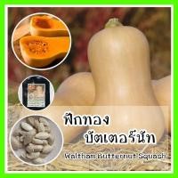 ราคา พร้อมส่ง ❗ รหัส 097 เมล็ดพันธุ์OP แท้ เมล็ดฟักทอง บัตเตอร์นัท - Waltham Butternut Squash เมล็ดพันธุ์ผัก เมล็ดดอกไม้ ผัก (5860627900)