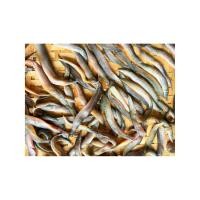 ราคา ปลาหลดแดดเดียว500กรัม (53902720576)