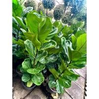 ราคา ต้น ไทรใบสัก Fiddle Fig / Fiddle-leaf fig /Ficus lyrata Warb ไม้ประดับ ไม้ฟอกอากาศ ต้นสูง 100-150 cm (26474680596)