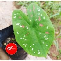 ราคา บอนสี สาวน้อยปะแป้ง (ส่งทั้งต้นพร้อมหัวติดใบ) (21100310004)