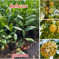 ราคา ต้นกันเกรา ต้นสูง50เซน ต้นสวยๆพร้อมส่งครับ (28924730279)