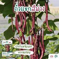 ราคา เมล็ด เมล็ด ใหม่! เมล็ดถั่วแขกสีม่วง สิรินธร เบอร์1 ตราศรแดง ปริมาณ100เมล็ด อินทรีย์พระราชทา ผักบุ้ (23740279828)