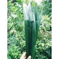 ราคา ใบเตยหอมตัดสดสะอาดคัดใบสวยใช้ทำน้ำใบเตย 100 กรัม 50 บาท (49851163006)