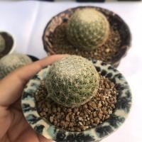 ราคา mammillaria lenta (ไม้เมล็ด) (8917646455)