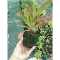 ราคา ต้นพันธุ์ ผักสลัดเรดคอส red cos พร้อมปลูกถุงดำ 29 บาท สลัด เรดคอส (Red Cos Lettuce) (27730415208)
