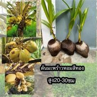 ราคา ต้นมะพร้าวน้ำหอมสีทอง ต้นเตี้ย มะพร้าวน้ำหอมสีทอง ต้นเตี้ย ผลไม่ใหญ่มาก แต่น้ำหอมหวาน เนื้อหนา อร่อยมาก (25195139919)