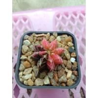 ราคา ยิมโน LB hybrid ด่าง ราคาเบาๆ ไม้เมล็ดสีสวย ชมพูม่วงบั้งคม . (6662872701)