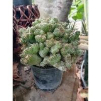 ราคา ราคาถูก!! ต้นหยกมรกต ต้นหยกมงคล​ หยกนำโชค​ แคคตัสหยกมรกต หยกนําโชค พร้อมส่ง!! (11616296201)