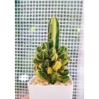 ราคา ปราสาทนางฟ้าด่าง คอนโดนางฟ้าด่าง Cereus (2581303758)