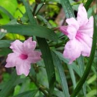 ราคา ต้นต้อยติ่งเทศ ต้อยติ่งฝรั่ง สีชมพู ฟ้าประทานสีชมพู (5802993920)