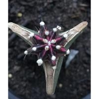 ราคา แคคตัส Gymnocalycium mihanovichii japan clone. PJ03 (2920890717)