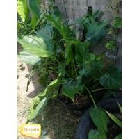 ราคา กวักใบโพธิ์ กวักศรีมหาโพธิ์ กวักเงินกวักทอง ว่านเศรษฐีใบโพธิ์ ต้นนางกวัก ว่านนางกวัก Alocasia Cucullata (10091033198)