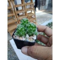 ราคา ตุ๊กตาญี่ปุ่น​ สวยๆ​หน่อแน่นๆ (8608713988)