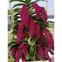 ราคา กล้วยไม้ช้างแดงขนาด 4 คู่ใบ ในกระถาง 4 นิ้ว (16463257114)