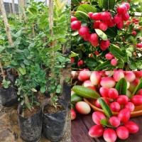 ราคา มะม่วงหาวมะนาวโห่ กิ่งตอนต้นสูง 60-70 ซม. จัดเป็นผลไม้สมุนไพรชนิดหนึ่ง (29572946916)