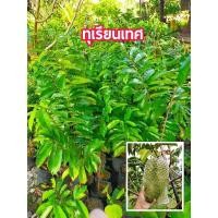 ราคา ต้นกล้าทุเรียนเทศหรือทุเรียนน้ำ (13418565455)