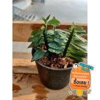 ราคา ต้นบันไดเศรษฐี พร้อมกระถาง (6583928257)