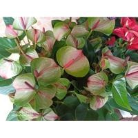 ราคา ต้นดอกหน้าวัวแคระสวย (4249899835)