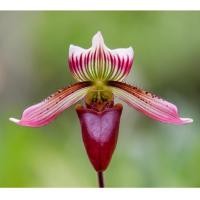 ราคา กล้วยไม้ รองเท้านารี บาร์บาตั้ม รองเท้านารีม่วงสงขลา Paphiopedilum barbatum (21127352482)