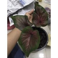 ราคา องคุลีมาล ใบใหญ่ลายจัดจ้าน สวยๆเลยจ้า ใครไม่รับถือว่าพลาดจ้าสวยมาก (11055710466)