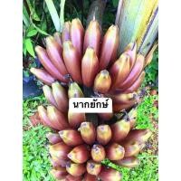 ราคา หน่อกล้วยนากทองผาภูมิ หรือนากยักษ์ กล้วยแปลกรสชาติอร่อย รสชาติกล้วยไข่ผสมกล้วยหอม (24838025549)