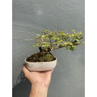 ราคา ต้นเกร็ดปลาหมอ#บอนไซ#ประดับสวน#พร้อมกระถางบอนไซ (2917007381)