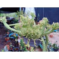 ราคา ต้นพญานาคราช ต้นไม้มงคล (10227437868)