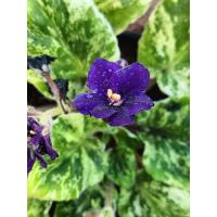 ราคา แอฟริกันไวโอเล็ตด่าง(African Violet Variegated)กระถาง6" (49454760856)