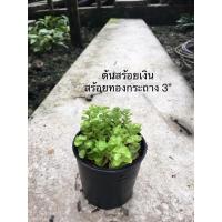 ราคา ต้นสร้อยเงินสร้อยทอง กระถาง 3 นิ้ว (13004427152)