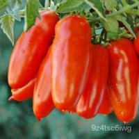 ราคา เมล็ด Organic San Marzano Paste Tomato Seeds 2023 Heirloom สวนผัก บาท (20177965277)