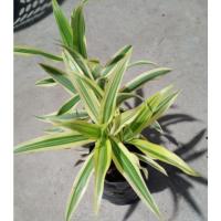 ราคา ต้นกวนอิมทอง ไผ่กวนอิมทอง (12562687374)