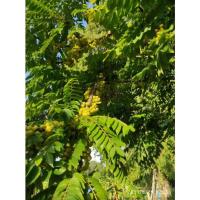 ราคา มะยมดิบ มะยมสด มะยมจากต้น มะยมสดๆจากต้นค่ะ (11841398640)