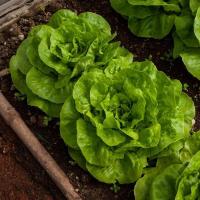 ราคา 100 เมล็ด ผักสลัด สวนครัว เหมาะแก่การทำสวน Lettuce Vegetable Seeds สายพันธุ์ BUTTERHEAD LETTUCE (43872917303)