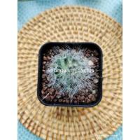 ราคา แมมขนแมว ขนแมว แคคตัส (13540924537)