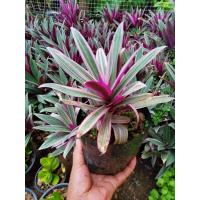 ราคา ว่านกาบหอย ขนาดถุง 6 นิ้ว (15698713277)