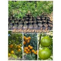 ราคา ต้นพันธุ์ส้มสายน้ำผึ้ง สายพันธุ์แท้ อ.ฝาง ขนาด 40-60 ซม. (25345918075)