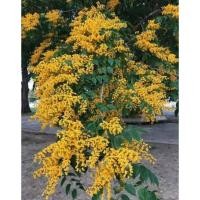 ราคา ต้นประดู่เหลือง/ประดู่ป่า (10689774319)