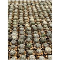 ราคา แอสโตร แคคตัส แอสโตรไฟตัม แอสโตร นูดัม แอสทีเรียส super kabuto ลุ้น V Astrophytum กระถาง 2 นิ้ว ราคาเบาๆ (6668237102)
