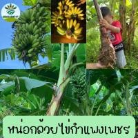 ราคา หน่อกล้วยไข่กำแพงเพชร ชั้นต่ำ4หน่อค่ะ (25917385675)