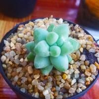 ราคา รวงข้าว (8183821)