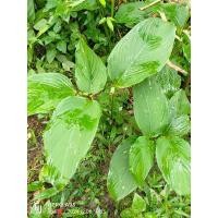 ราคา ต้นคลุ้ม เป็นคลุ้มป่านะคะ ต้นสามารถทำเป็นเครื่องจักสานได้ ขายเป็นชุด ชุดล่ะ5ต้น ถอนล้างรากส่ง (27670736474)