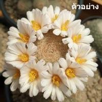 ราคา กระบองเพชร (Cactus) แมมเลนต้า (Mammillaria "LENTA") หน่อเด็ดสด ลักษณะตามภาพ *พิจารณาก่อนสั่งซื้อ (7313376213)