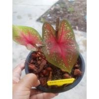 ราคา บอนสีพระพันวษา..ตับขุนช้างขุนแผน..ไม้เก่า..ไม้สะสม..(ส่งพร้อมกระถาง) (12733943182)