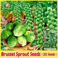 ราคา เมล็ดพันธุ์ กะหล่ำดาว บรรจุ 20 เมล็ด Brussels Sprouts Seed Organic Vegetable Seeds for Planting เมล็ดกะหล่ำบรัสเซลส์ (24844229272)