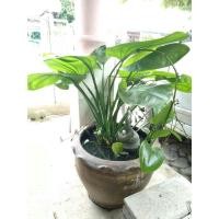 ราคา บัวอเมซอน ไม้น้ำ ไม้ฟอกอากาศ บำบัดน้ำเสียใส่อ่างปลา ตู้ปลา (7152577910)