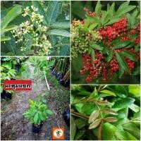 ราคา ต้นมะตูมแขก มะตูมแขก มะตูมซาอุ (28125729588)