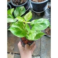 ราคา พลูด่างแอปเปิ้ล พลูด่างใบแอปเปิ้ล Epipremnum Aureum (11337526438)