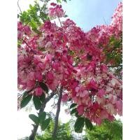 ราคา ต้นคูณชมพู/เพาะเมล็ด (19889648562)