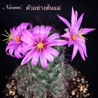 ราคา แมมหนามตะขอแดง ดอกสีชมพูเข้ม ดอกใหญ่ ไม้ชำหน่อ (4247668800)